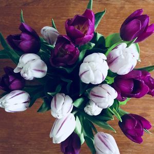 Meet your Posher, Lauralee